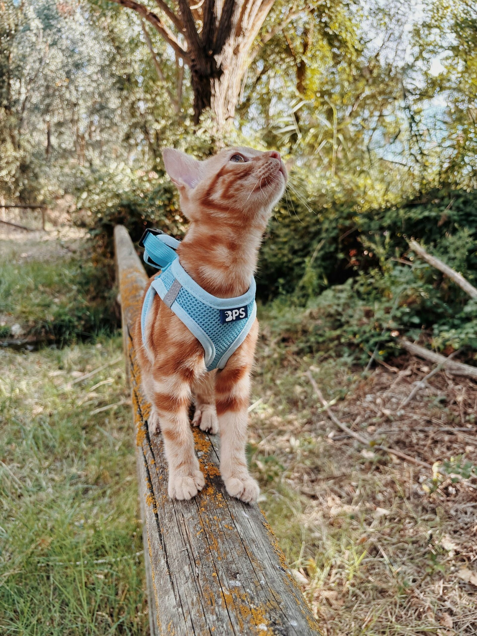 A cat wearing a harness on top of a wooden fence